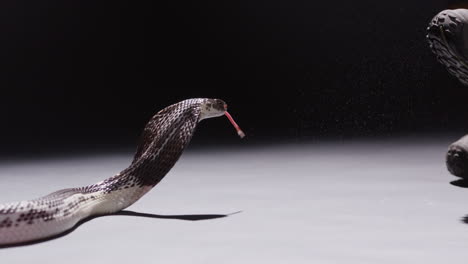 spitting cobra spits onto man's boot at night - slow motion