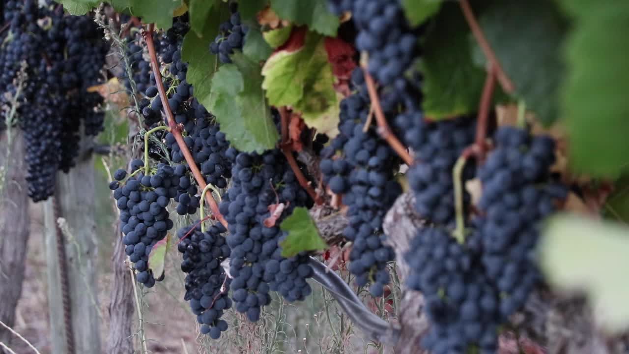 viñedos del sur de áfrica, cabernet