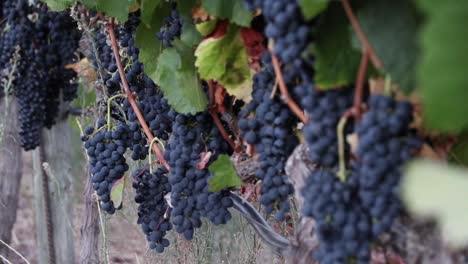 Weinberge-Im-Südlichen-Afrika,-Cabernet