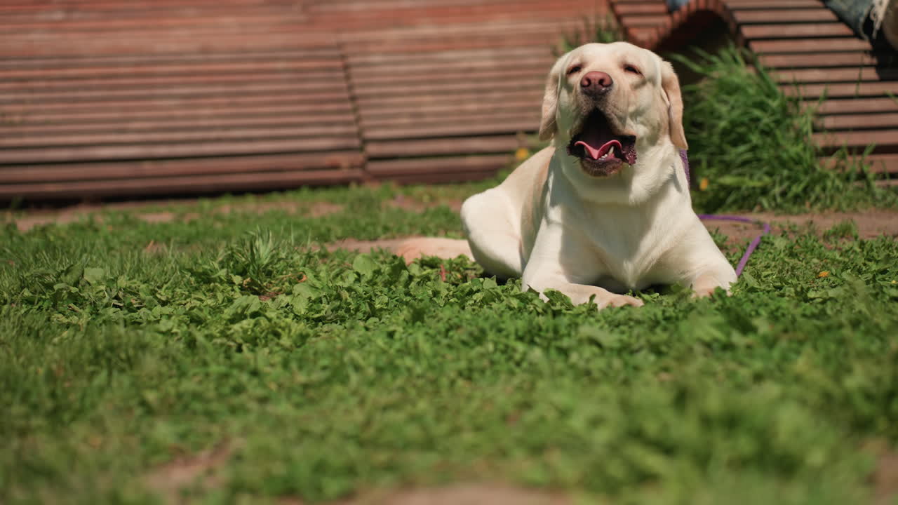 강아지와 함께 자연을 즐기는 커플, 반려동물과 사랑하는 사람들과 함께 야외에서 보내는 평온한 하루, 나무와 탁 트인 하늘을 포함한 자연 경관 속에서 커플과 반려동물이 함께하는 평온하고 차분한 야외 풍경