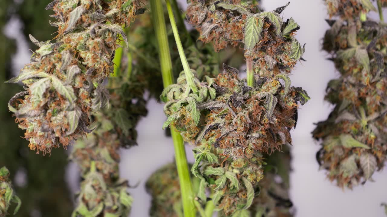 Dolly shot of drying cannabis plants in a grow tent