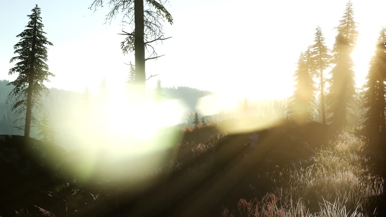 나무들을 가로지르는  ⁇ 빛