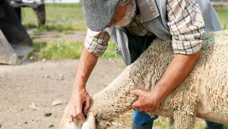 close-up view of old caucasian man farmer holding and petting a sheep in the countryside