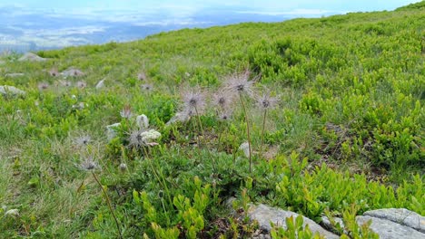 Alpine-Pasqueflower-flower-in-Poland-near-Babia-Gora-peak