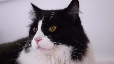 furry bicolor cat breed with wide yellow eyes looking around