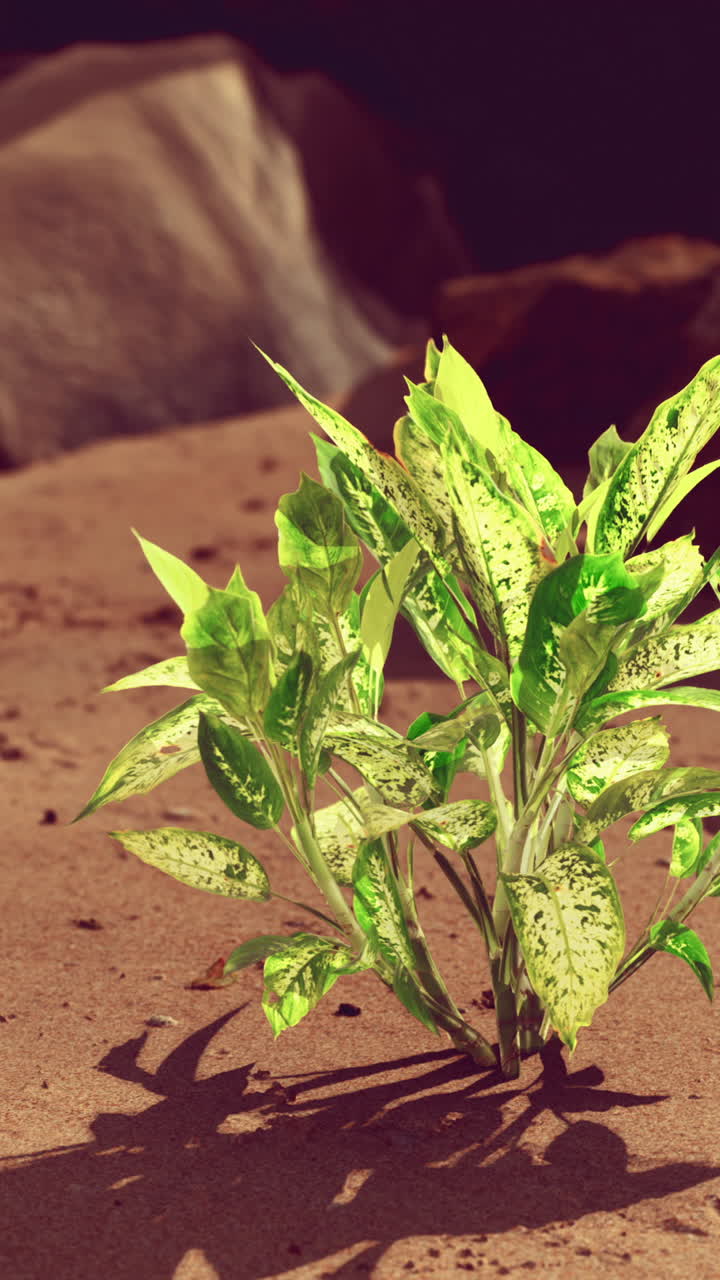 모래에서 자라는 다양한 잎을 가진 초록색 식물의 클로즈업입니다.