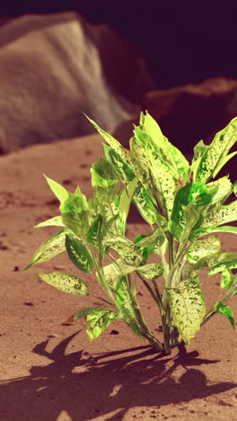 un primer plano de una planta verde con hojas variadas creciendo en la arena.