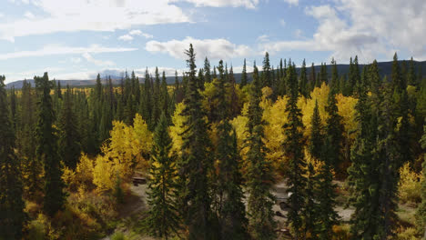 Aerial,-pine-tree-forest-during-autumn-fall,-vibrant-green-and-yellow-leaves