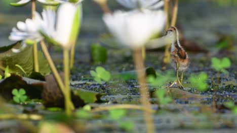 chick of pheasant tailed jacana feeding with water lily flowers