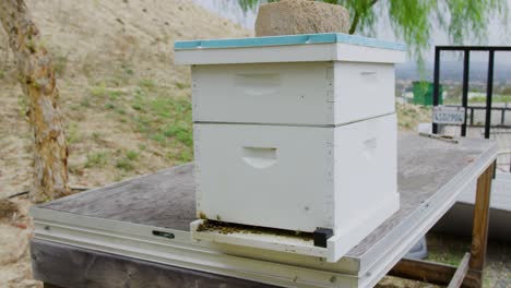 honey bees flying in and out of their hive collecting honey