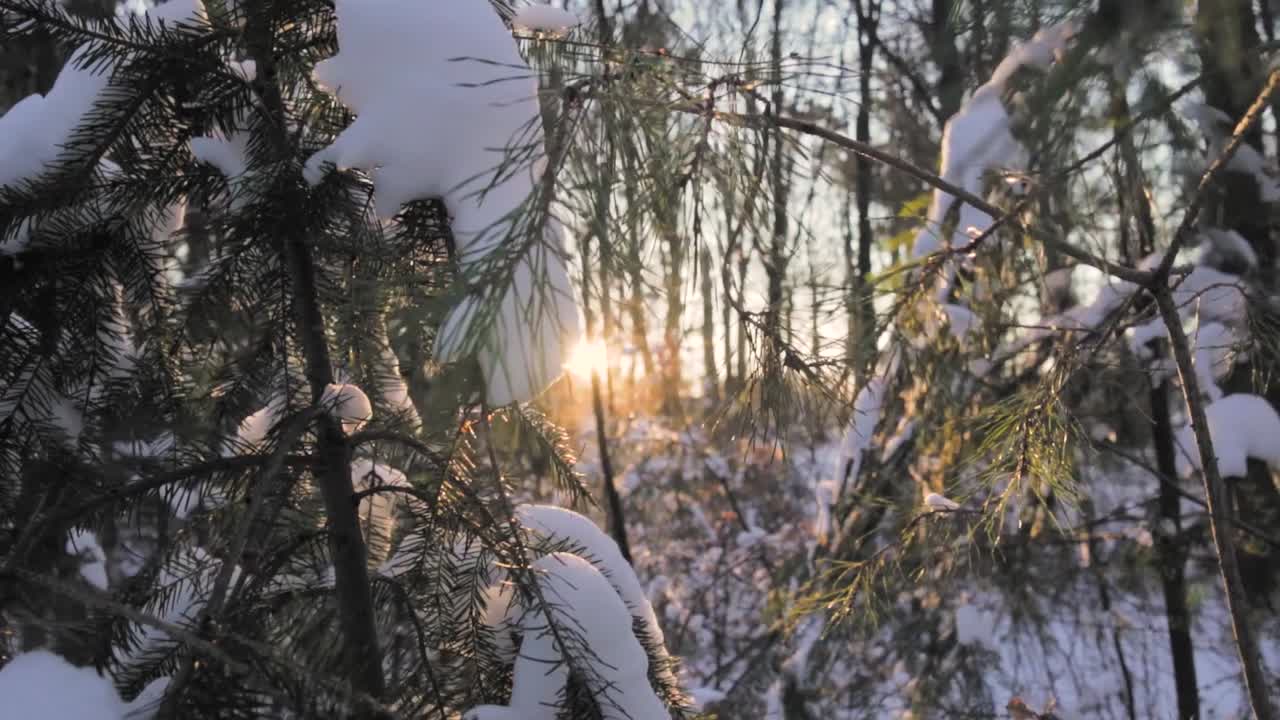 Vinterskovs sollys