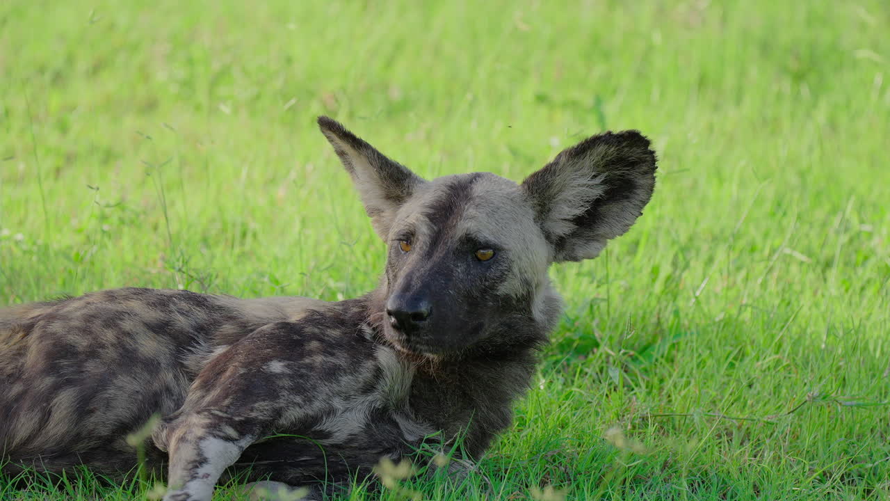 African Wild Dog Resting in Grass
