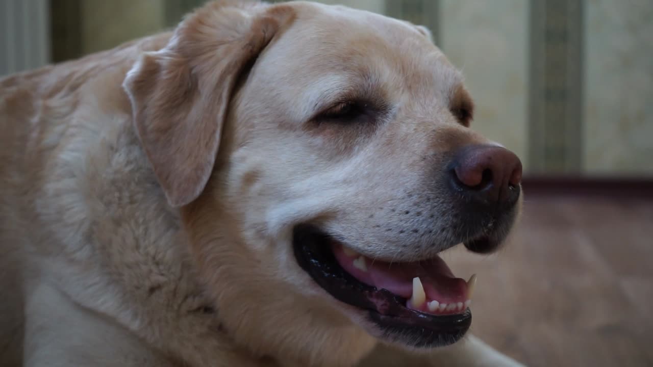 Labrador is lying on the floor indoors
