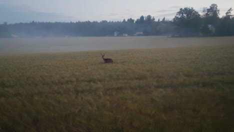 drone orbiting a deer walking on a wheat field, misty sunrise in the nordics