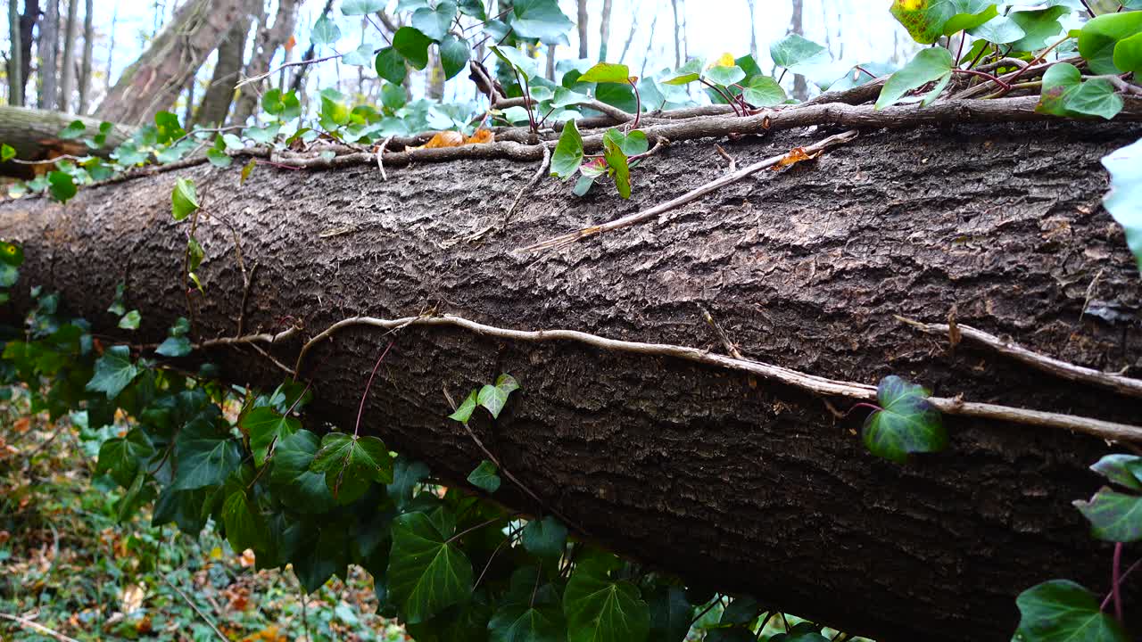 Tree trunk in the woods