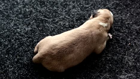 un lindo cachorro recién nacido durmiendo