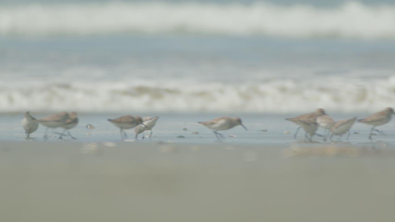 샌드파이퍼 새들이 해변에서 음식을 찾고 있습니다. 부드러운 초점의 바다 배경