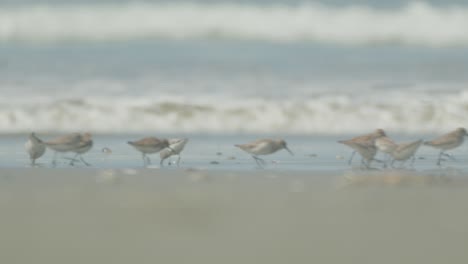 Flussuferläufervögel,-Die-Am-Strand-Nach-Nahrung-Suchen,-Weicher-Fokus-Auf-Meereshintergrund