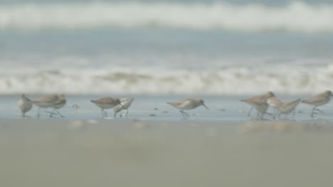 sandpiper birds scavenging food at the beach soft focus sea background