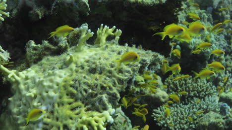 anthias fish between the fire corals in the red sea beside the glass fish