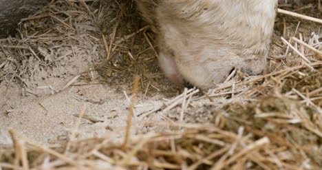 cow eating hay in farm barn agriculture dairy cows in agricultural farm barn stable 3