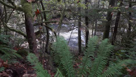 Ich-Sah-Den-Fluss-Aus-Der-Ferne-Durch-Die-Bäume-Hindurch