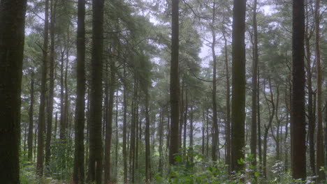 Pine-tree-trunks-in-English-forest-on-bright-summer-day-with-slow-pan