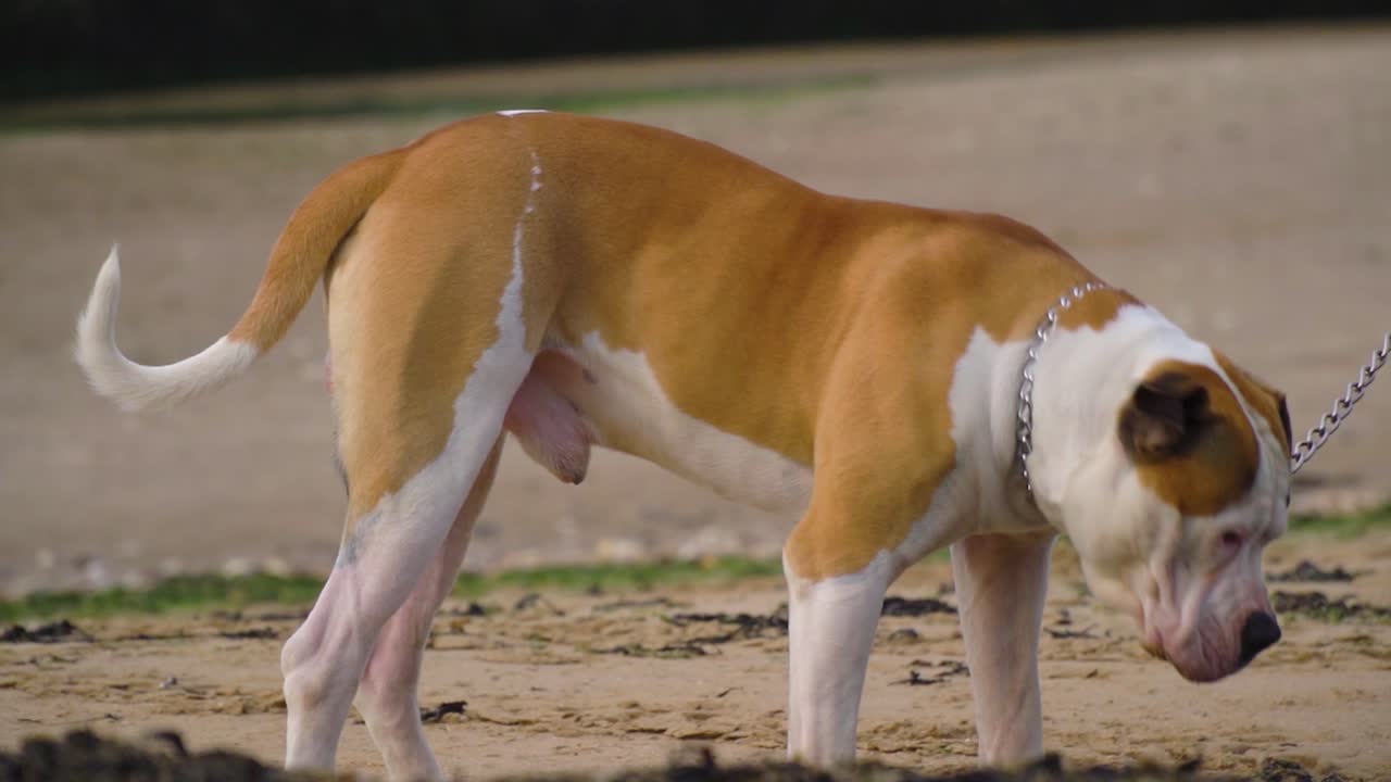 staffordshire americano en un cable de metal mirando alrededor mientras olfatea en la playa a cámara lenta