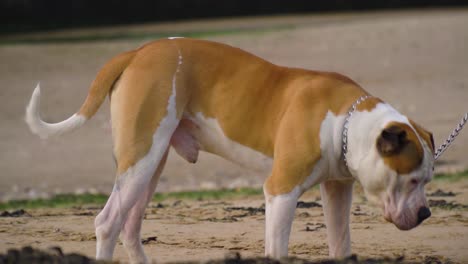 american staffordshire on a metal lead looking around while sniffing on the beach slow motion