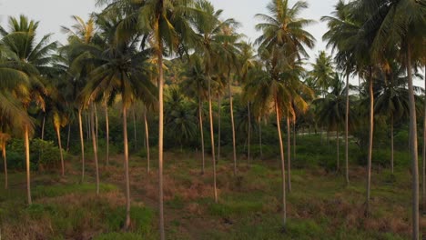 Palm-trees-forrest-in-the-morning,-Droneshot