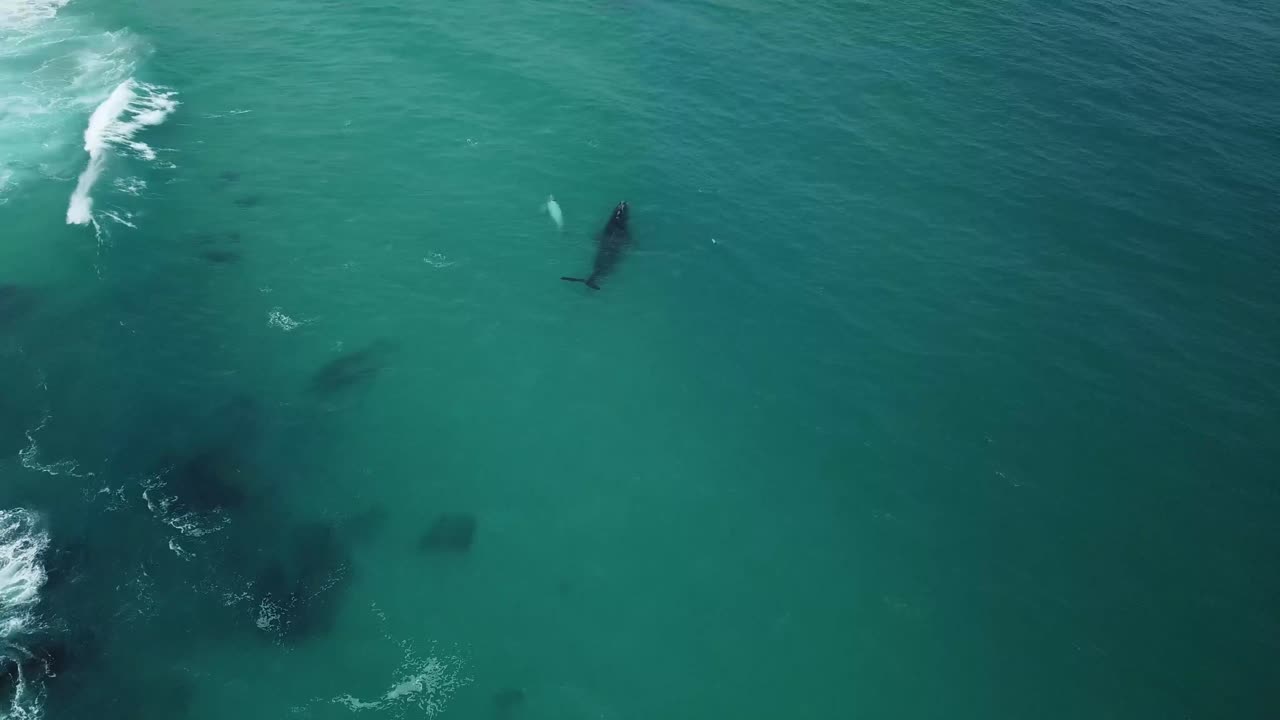 고래와 알비노 송아지의 4k 완료 샷