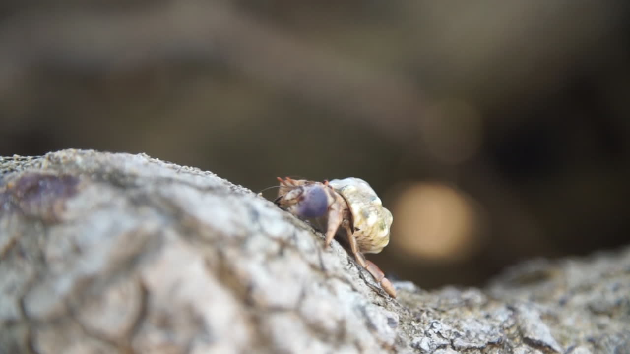 작은 소라게는 푸에르토리코 린콘의 해변에 있는 산호 조각 위를 걷고 있습니다.