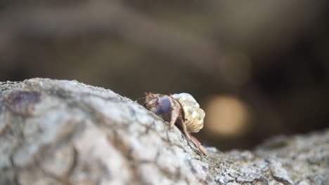 Tiny-hermit-crab-walks-on-a-piece-of-coral-in-a-beach-in-Rincon,-Puerto-Rico