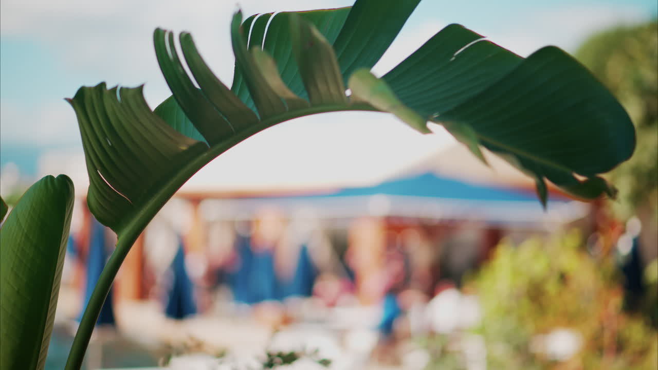 Close up of a palm tree branch with a blurry view of the beach on the background