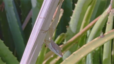 Weibliche-Eidechse-Auf-Aloe-Kaktus