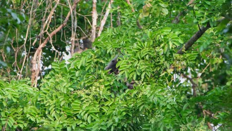 seen feeding on young leaves and some green fruits of a fruiting tree, phayre's langur, trachypithecus phayrei, thailand