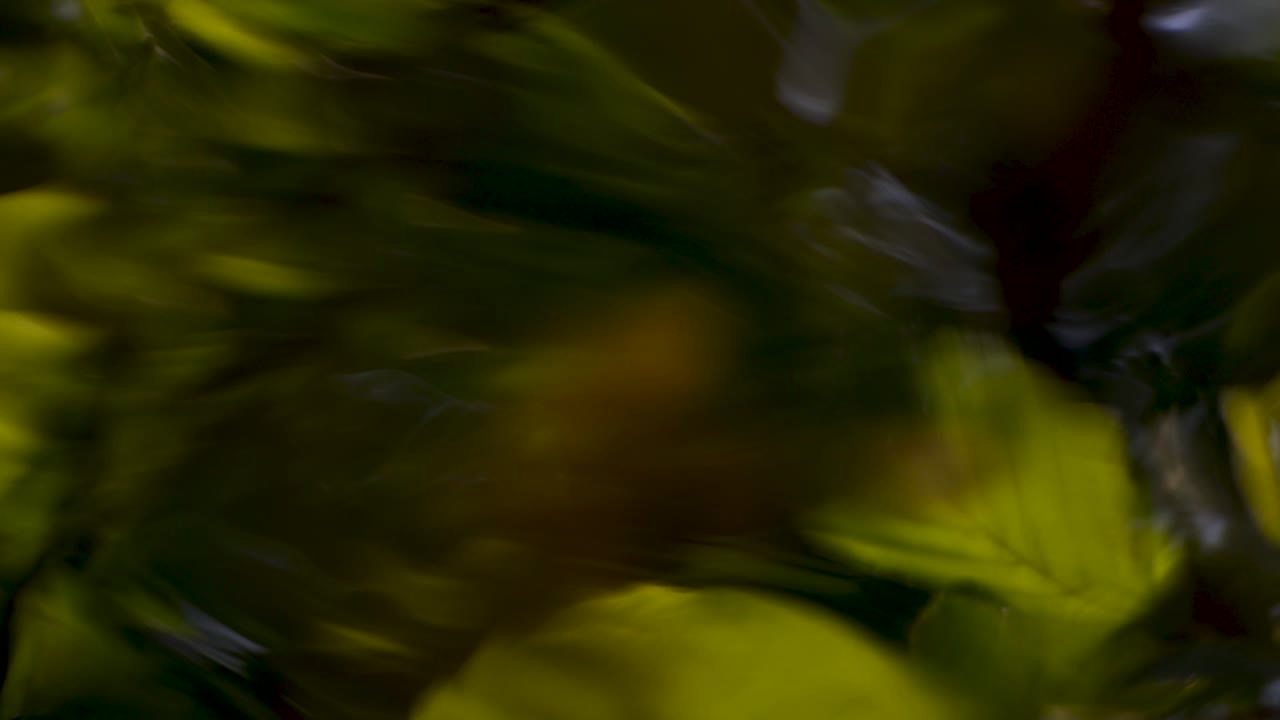 en la superficie del agua, el reflejo de las hojas verdes está desenfocado.