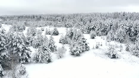 Estudio-Aéreo-Del-Bosque-Invernal