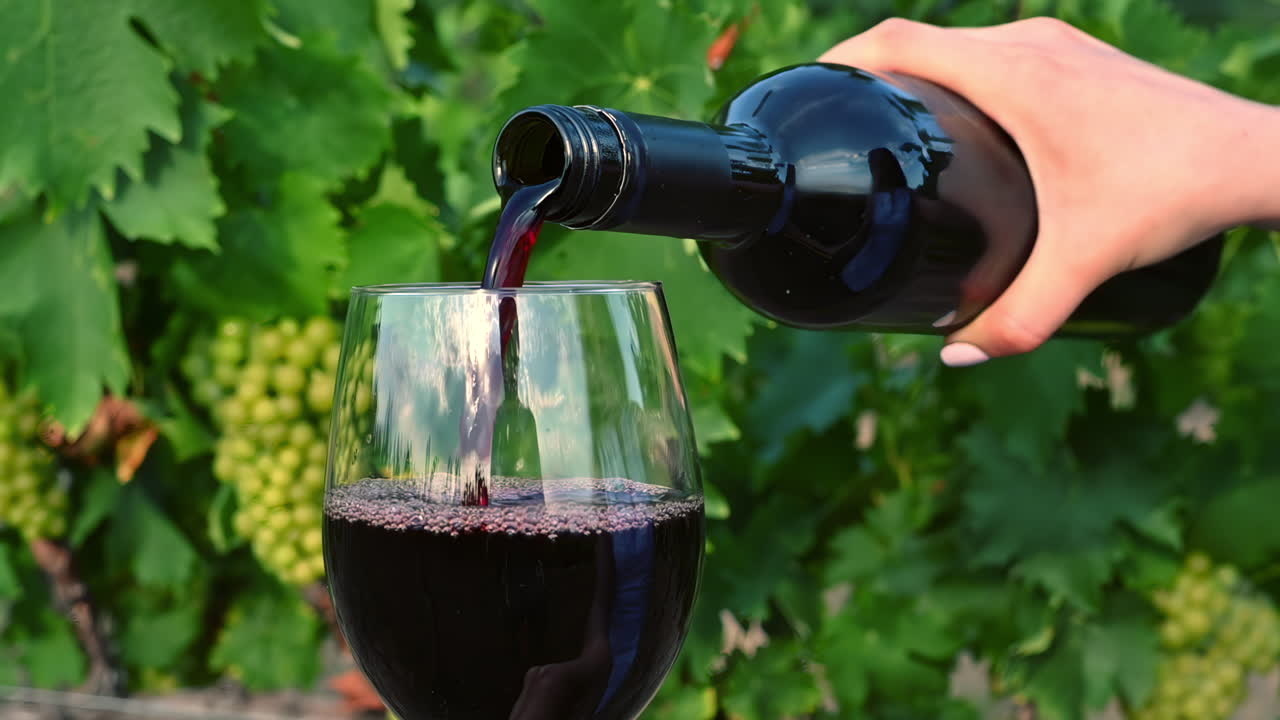 A close-up view of a hand pouring rich red wine into a glass. The setting features a beautiful vineyard with green grapevines in the background, showcasing a perfect day for wine tasting