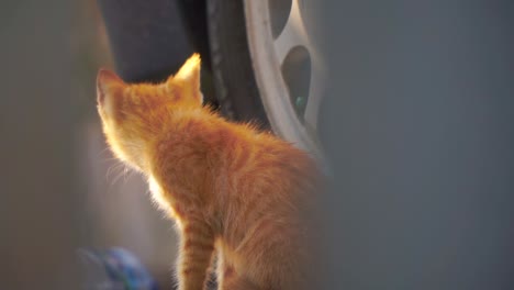 close up shot of orange kitten sit on the side of car wheel with blur foreground