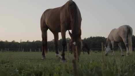 horses in the paddock
