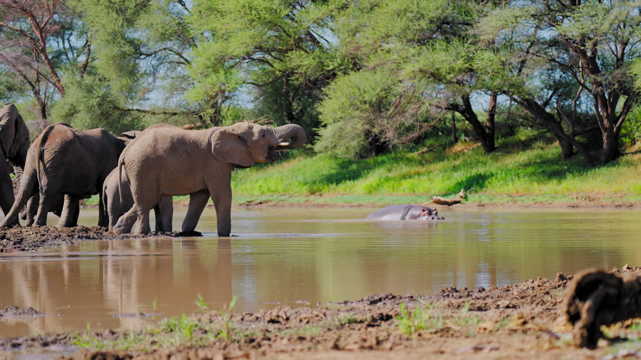 Elephants and Hippopotamus by a River in Africa