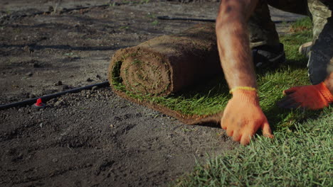 a team of workers lays a rolled lawn in the yard of the house