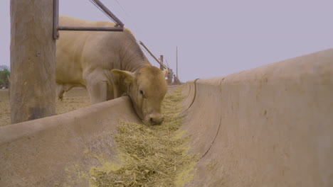 Una-Vaca-Brahman-Comiendo