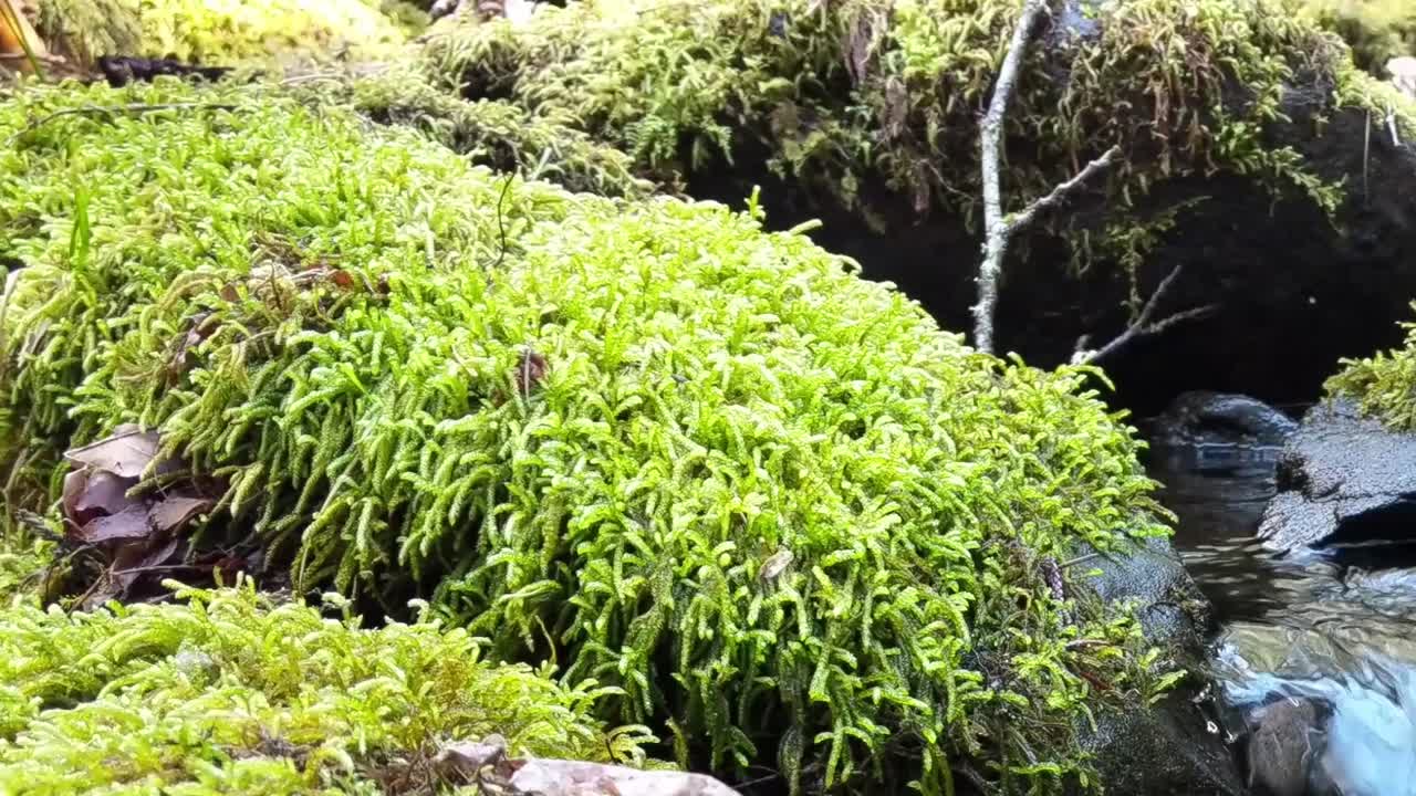 cascada de agua sobre rocas cubiertas de musgo en un arroyo de montaña en un cálido día de primavera