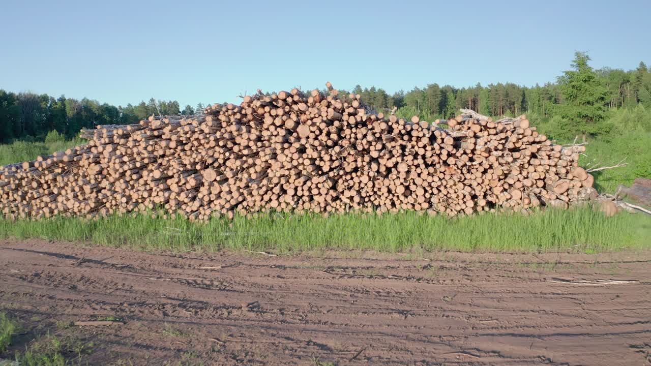 troncos cortados de abedul en el prado verde en el bosque