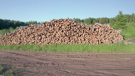 cut logs of birch on the green meadow in the forest