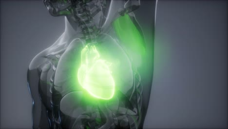 examen de radiología del corazón humano