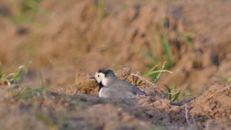 Bachstelze,-Die-Auf-Dem-Boden-Nach-Insekten-Sucht