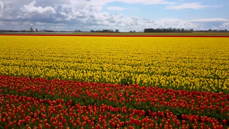 Colorful-tulip-field-in-the-Netherlands,-areal-view-moving-over-red-and-yellow-vast-lines-of-plant-based-plantation-during-daytime